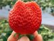 大粒のいちごを探してネ☆