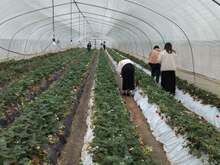 4棟目イチゴ狩り中