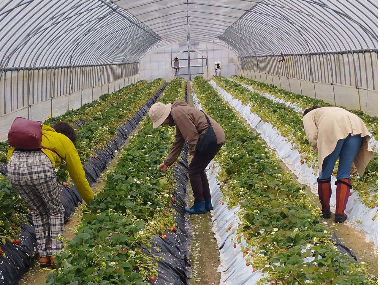 3���ڃC�`�S��蒆