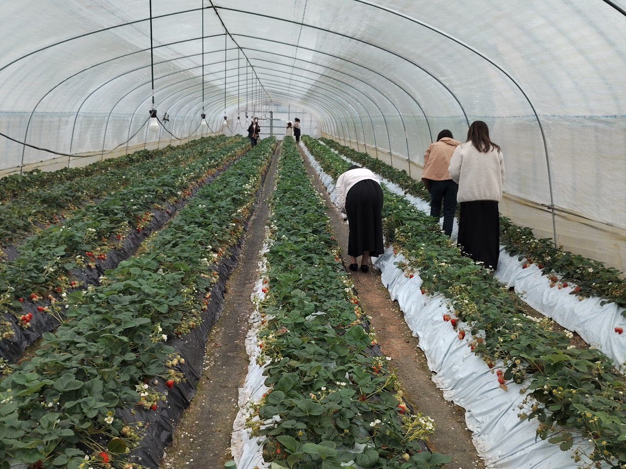 4���ڃC�`�S��蒆