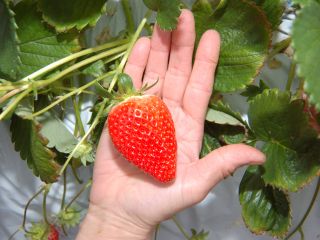 かおり野 4Lイチゴ