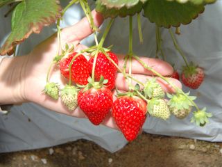 かんな姫の親子