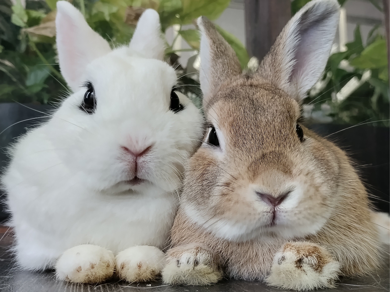 ≪岐阜×動物ふれあいカフェ≫フリードリンクと動物のおやつ付き♪入場チケット≪60...