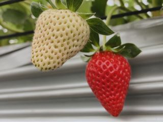 美味しいちご出来てます!!