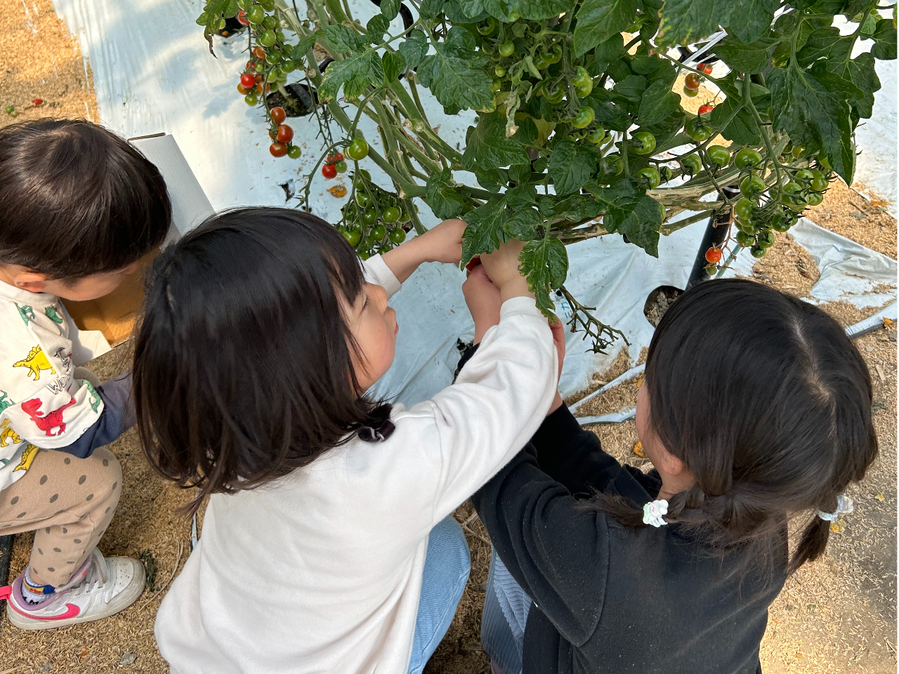 小さいお子さんから大人まで夢中になって宮トマト狩りが楽しめます!
