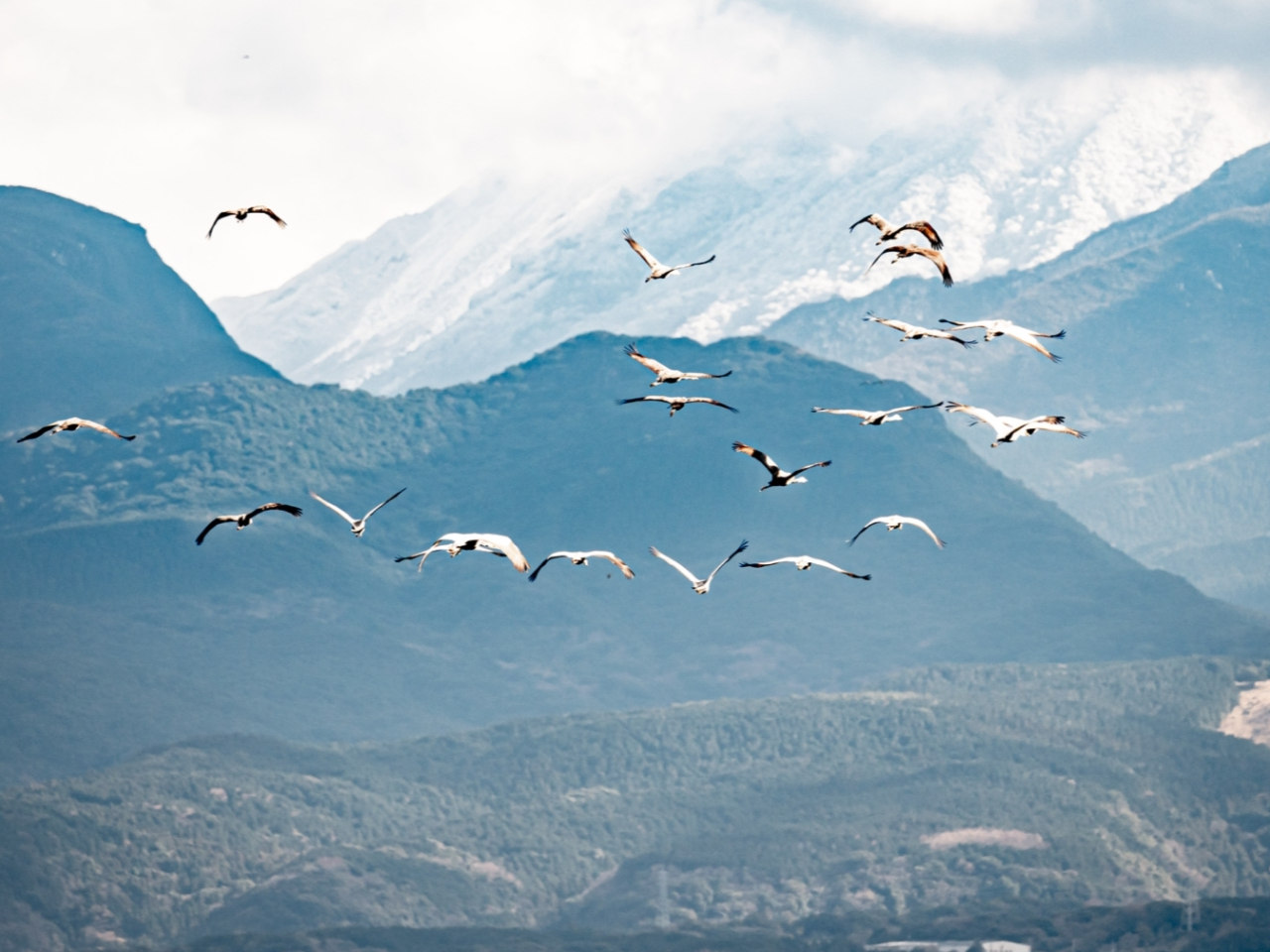 11月〜3月頃までシベリアから越冬します。タイミングがあえば、絶滅危惧種のナベツル、マナヅルに出会えるかも!?しれません。