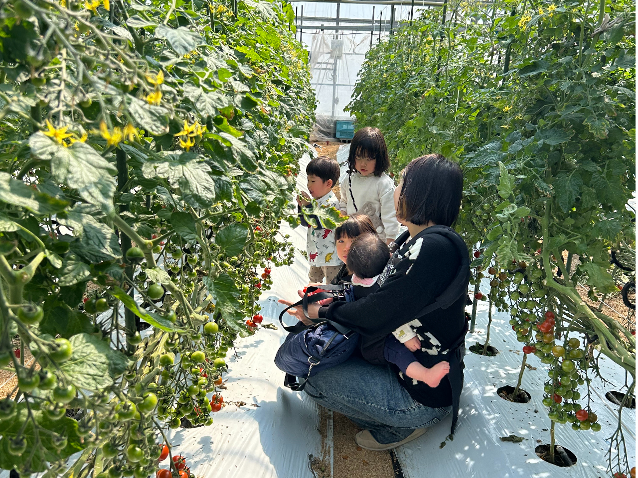 小さいお子さんもパクパク、おなかいっぱいハウスの中で1時間時間いっぱい採って食べられます。