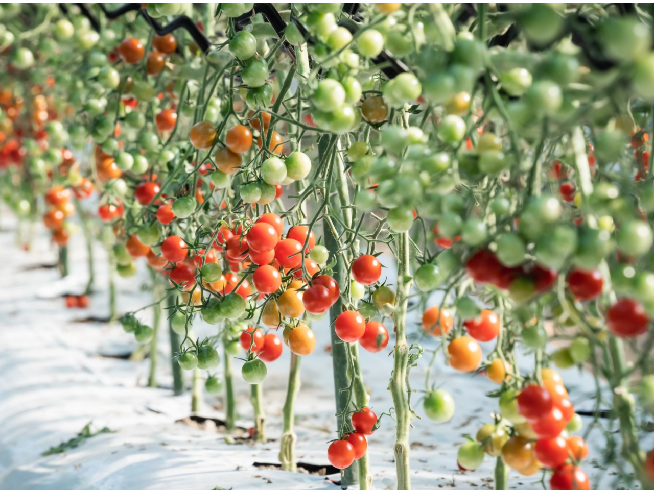 実際に百貨店やこだわりのスーパー等へ出荷しているハウス内で収穫して頂きます。どんなところで宮トマトができて、こだわりや特徴等お話します。学びの場にも最適。