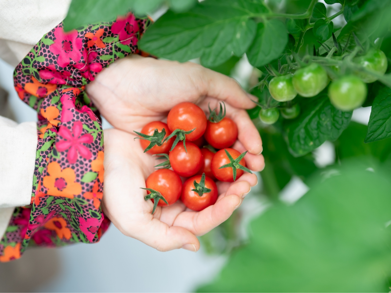 �Âݎ|�ݖL���ȋ{�g�}�g�B���݁A�����̕S�ݓX�Ƃ̂����������u�{�g�}�g�v�S�ݓX���F�߂閡�I���n���ĐH�ׂ����ґ�ȐH�ו����ł��܂��B