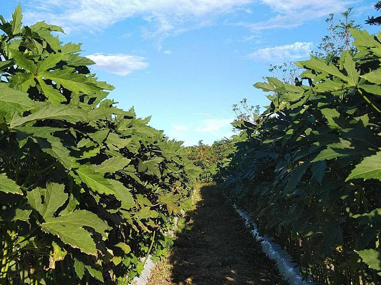 ☆そらまめ収穫体験☆ ~そらまめ生産日本一の指宿で一足先に春を体験
