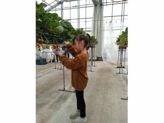 120cmのお子様がいちご狩りを体験されるとこのくらいの高さです。