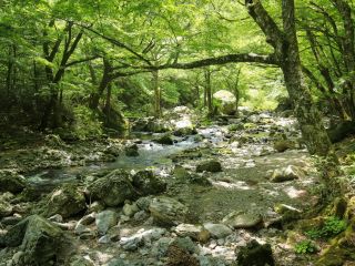 五色河原はまるでアニメのような世界観!リアルに歩いて壮大な森を体感できます♪