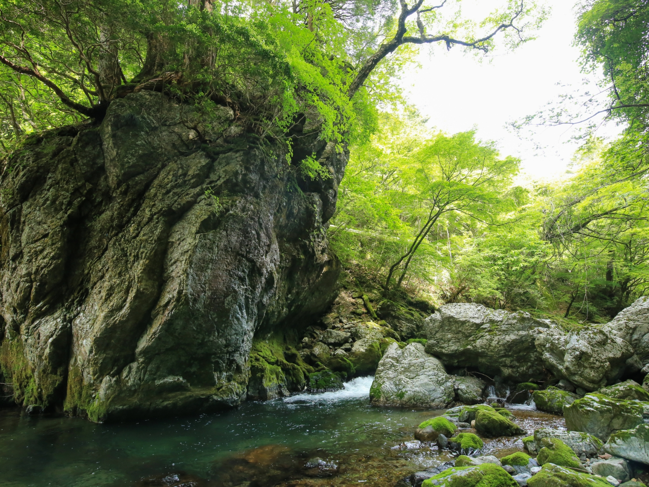 ɂoȏc[RkJ̊┧ɃrbNI