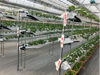 紅ほっぺ、章姫、おいCベリーの食べ比べが可能です。タイミングによっては、食べ比べることが出来ない場合があります。その際はご理解下さい。