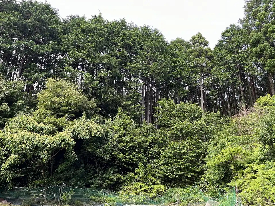 ؁XɈ͂܂ꎩR𔧂Ŋ܂I