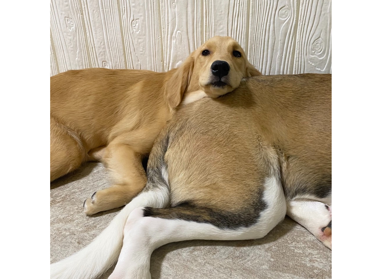 ނ̂K𖍂ɂĂ邫҂łB