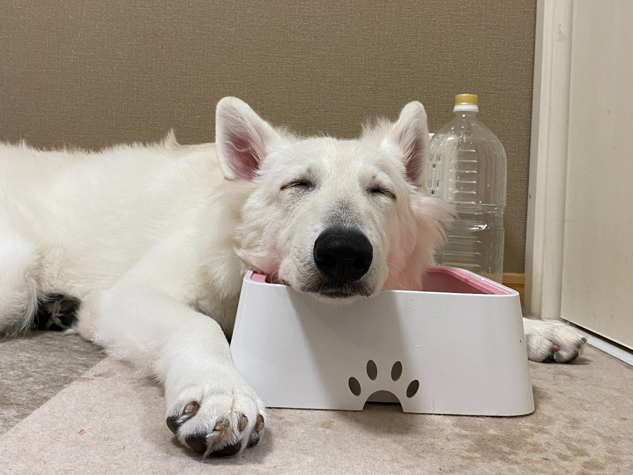 60分/平日プラン】 もふもふ大型わんちゃんと触れ合える