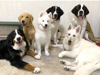 集合写真!笑顔の子もいれば、ぬぼーんとしている子もいて個性豊かなほっとわんずです!