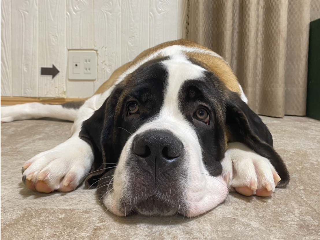 1ԑ̂̑傫Zgo[i[ĥނłIʂځ[ƂĂ܂B