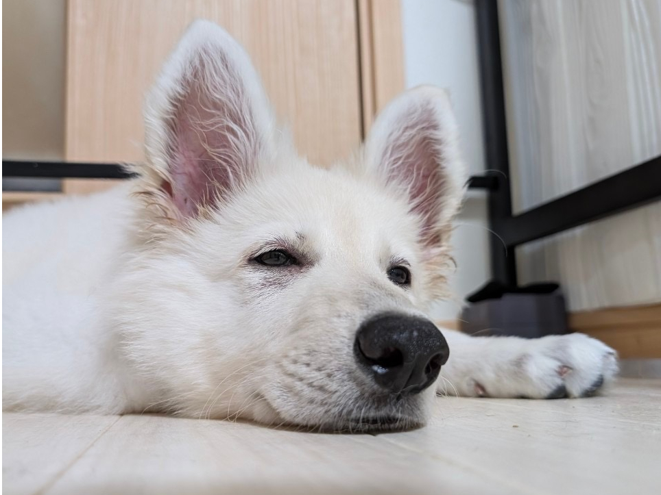 ̉؁AӂłIzXŁACP̏̎qȂłI