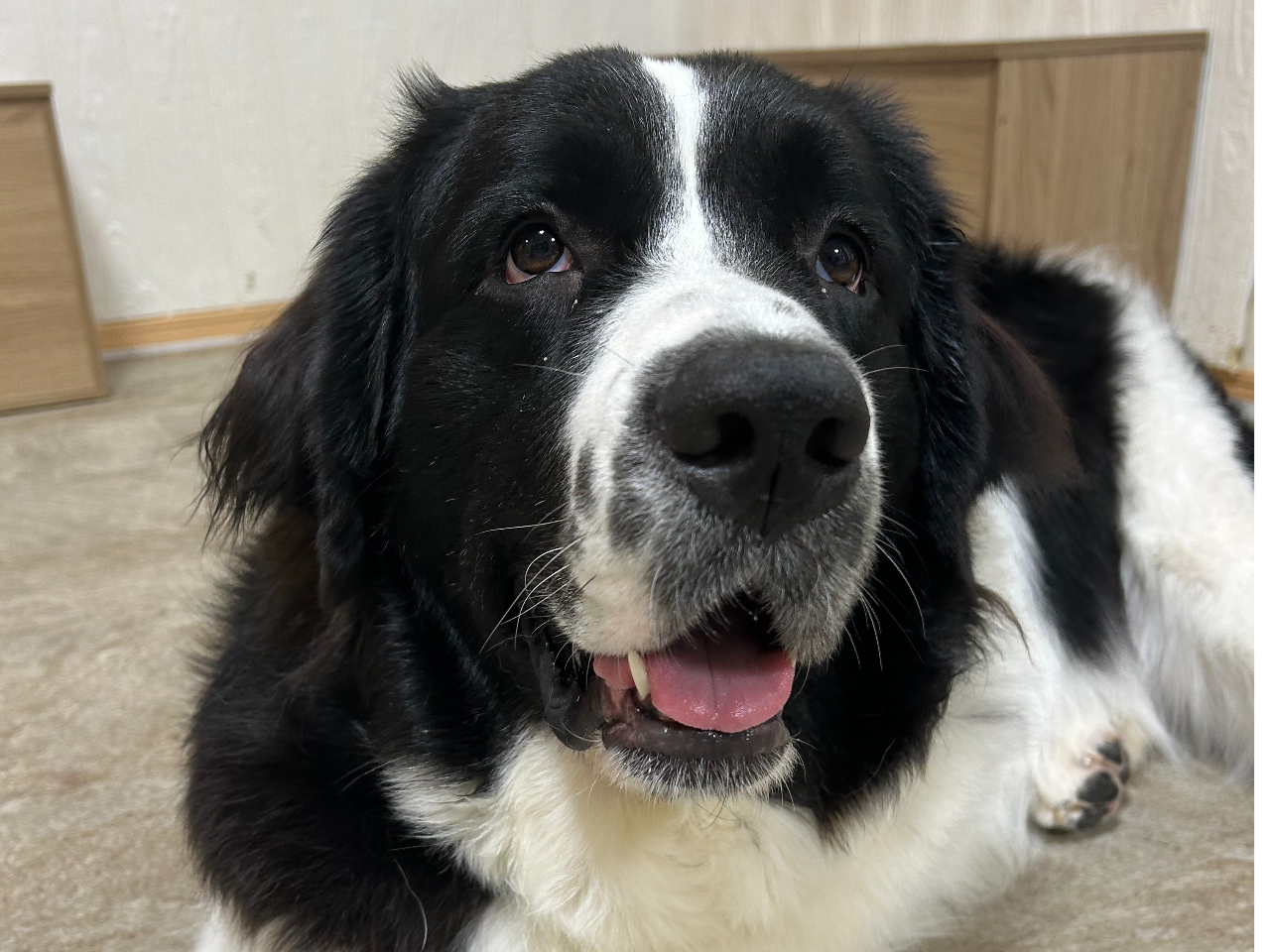 {ɐȂÃAIZgo[i[h~j[t@hĥ҂ҁI