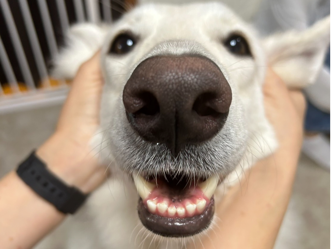 ꂽÂ|cfK[Ỉ̖؁uӂlv