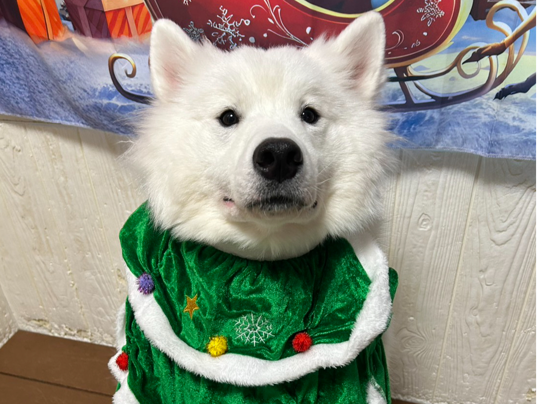 X̃RRVgIq̂񂿂ṼTGhӂ낭I