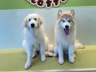 推しのわんこが見つかるかも・・・!