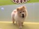 チャウチャウ 女の子 琥珀(こはく)♪