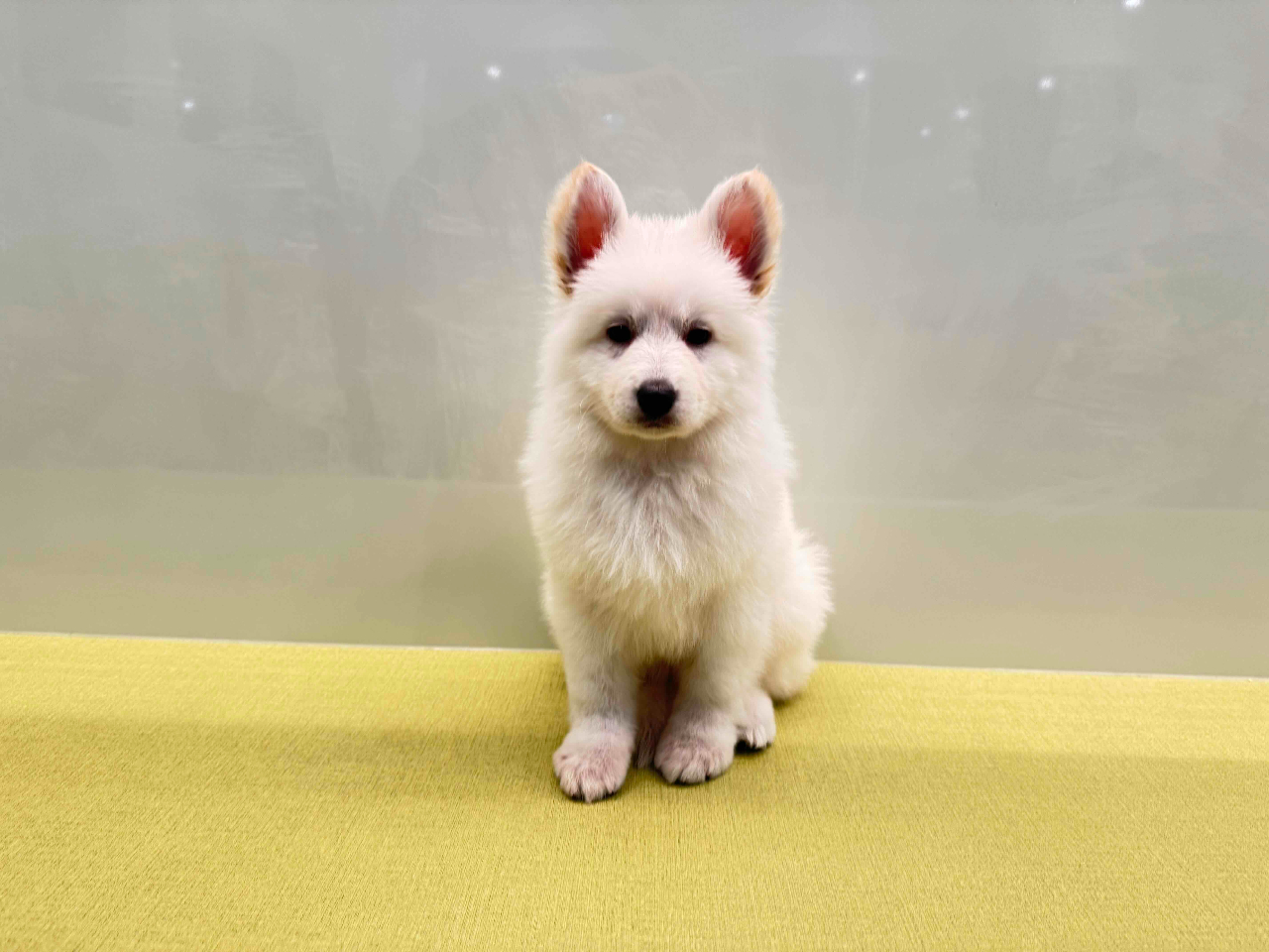 zCgXCXVFp[hhbO@̎q@ŐiЂj