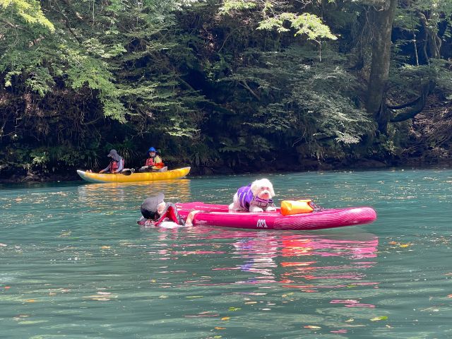 小型犬もSUP大好き!