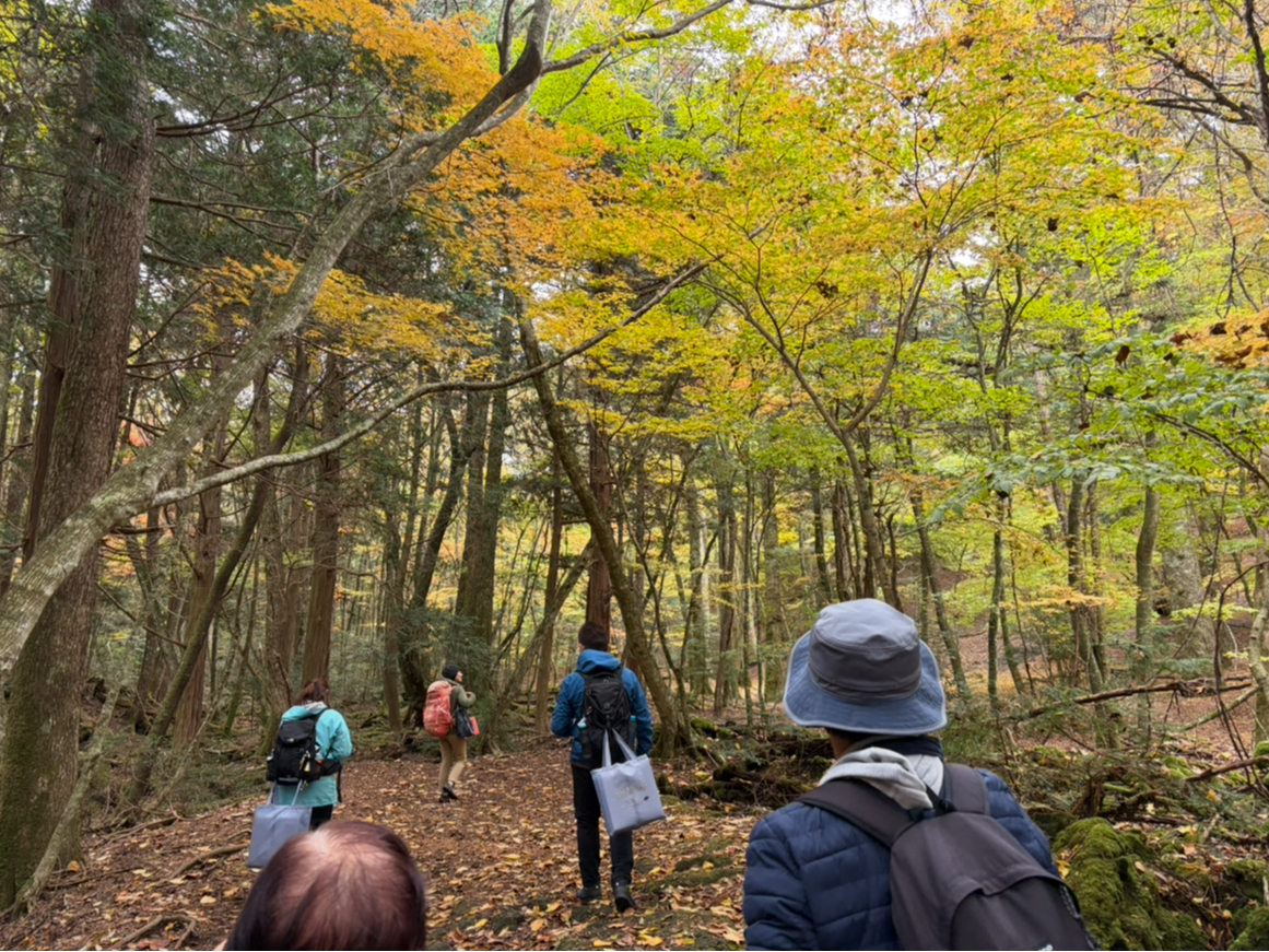 【11/2(月)限定!】樹海ハイク&自力整体~富士山のふもとで秋を味わう~【青木...