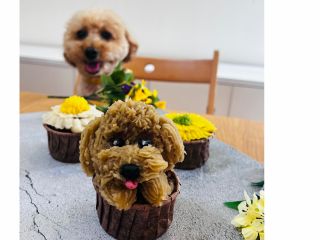 愛犬様とご参加できるワンコどうは特別レッスンです!ご予約時、お作りになる愛犬様の犬種、毛色をお知らせください。近い色のあんこをご準備いたします。