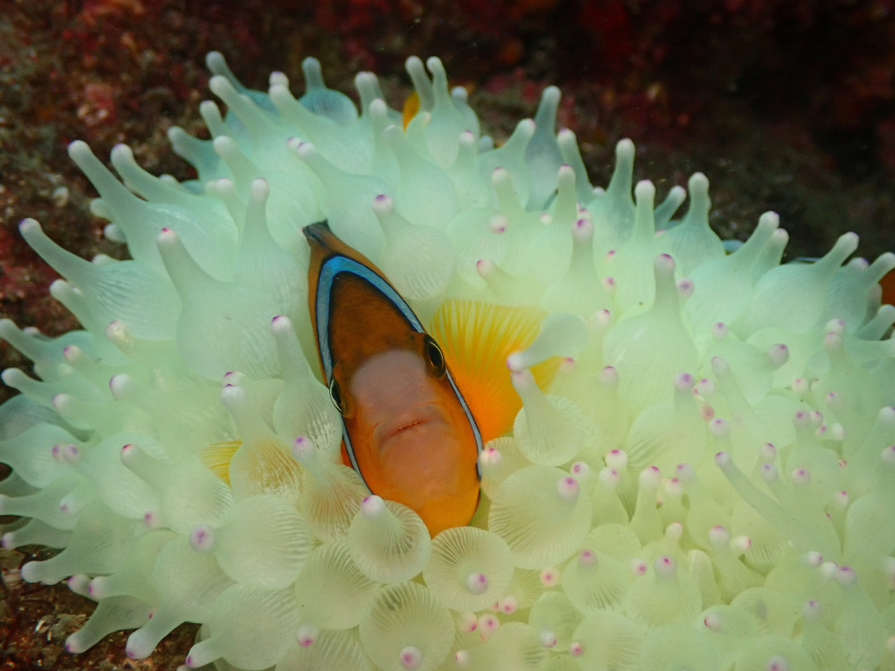 �l�C�̃N�}�m�~����炵�Ă��܂��B�ꏏ�ɋL�O�B�e���ł��邩���H�I