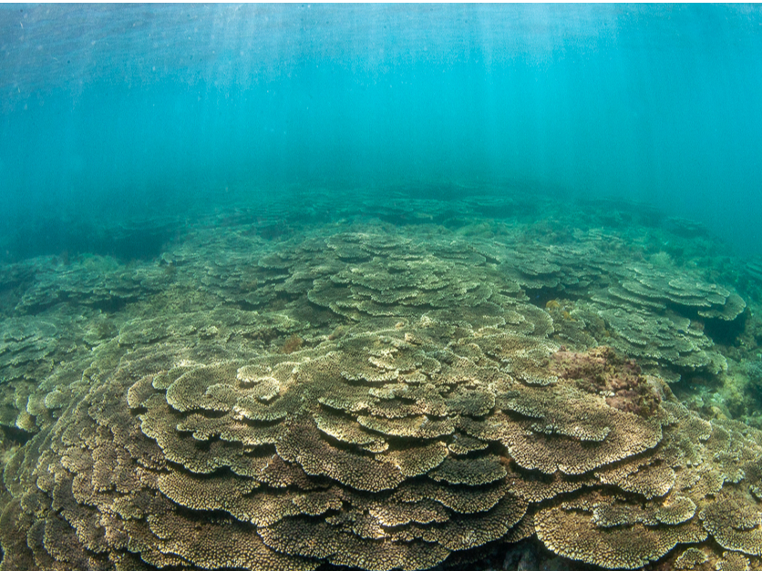 �Y��ȃT���S�ʂ̂���C�Ń_�C�r���O�̌��B���̎v���o�ɂȂ邱�ƊԈႢ�Ȃ�