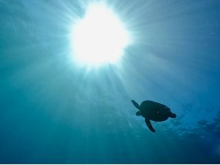 安心してダイビングができるようインストラクターがサポート!