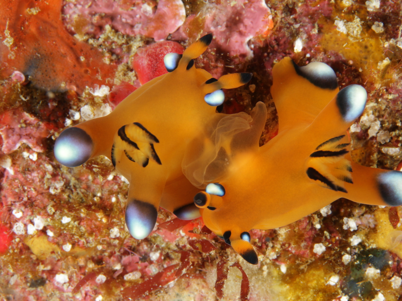 H̓E~EṼS[fV[YBE~EVD̕Ƀsb^̃vłB