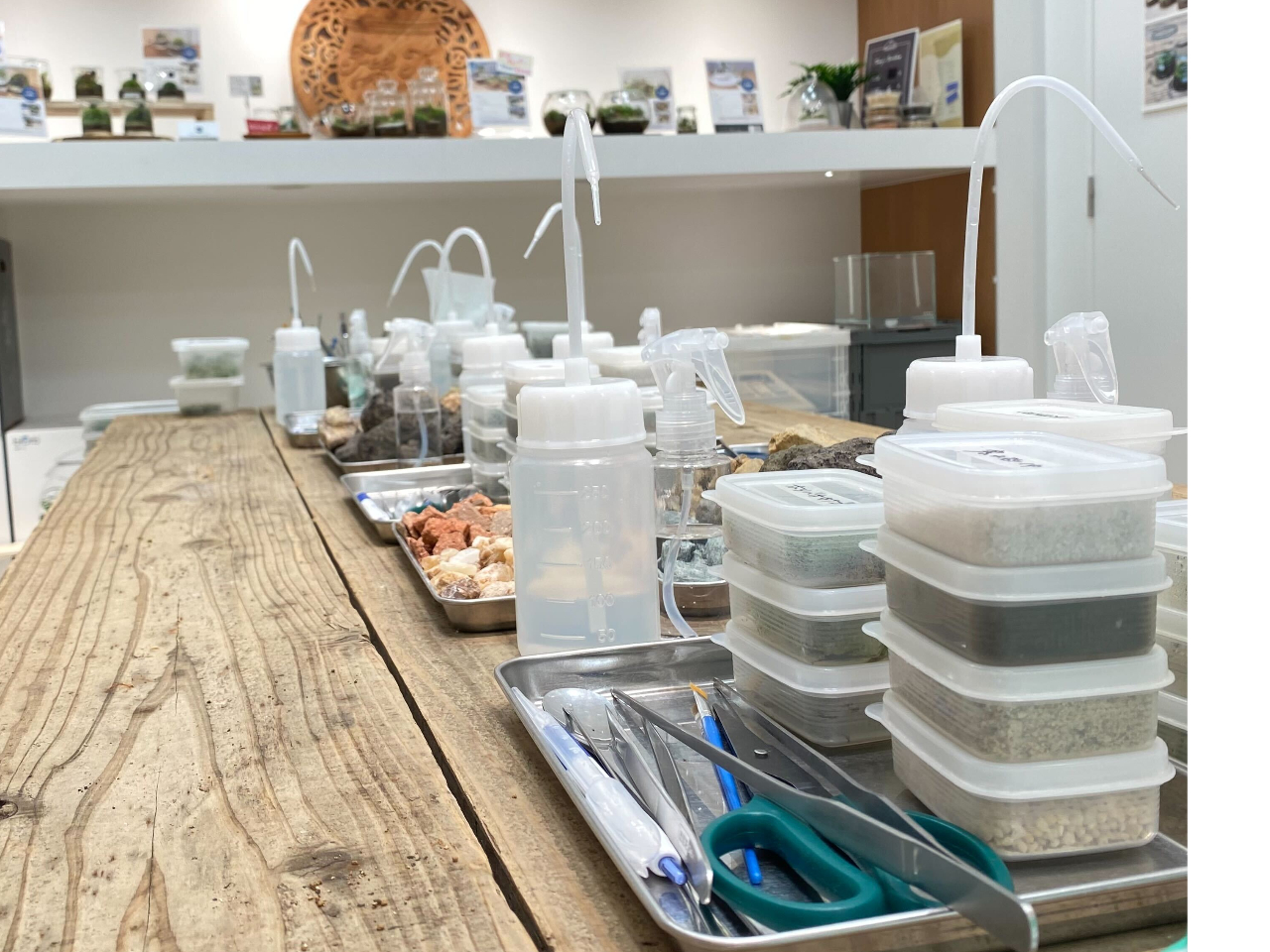 【イオンモール幕張新都心】しずくボトルで作る苔のテラリウム(90分)<苔のテラリ...