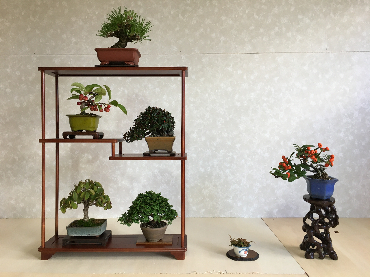 ミニ盆栽 ※樹種は季節によってことなります