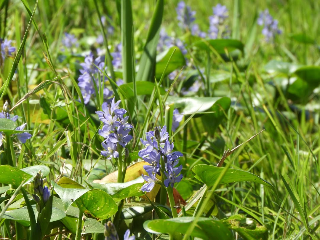 �Ă���H�A���̍��ɂ̓~�Y�A�I�C���炫�܂���