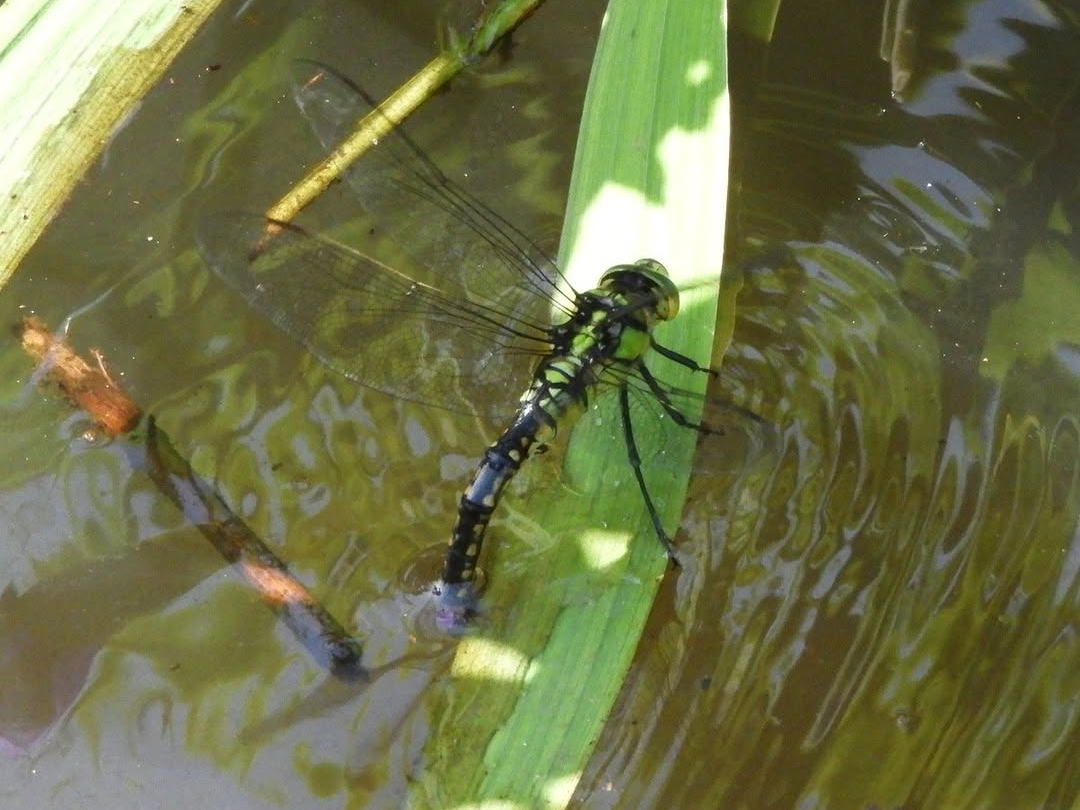 NXM}̎YV[łBH̃V̗tɎYݕtĂ܂B 肱A ɂ͑̂̔قǂȂYł܂B