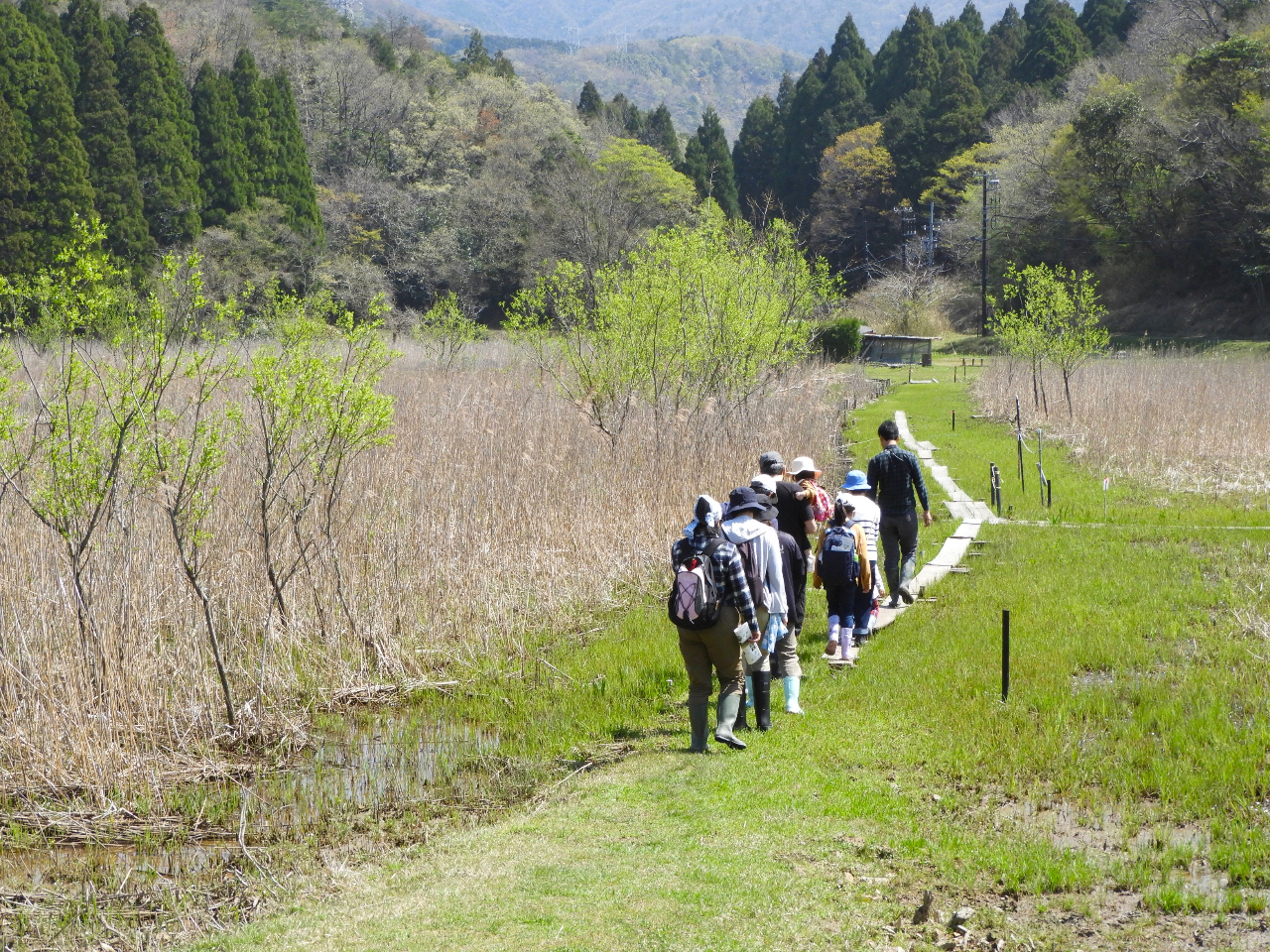 敦賀駅から車で5分の中池見湿地を散策してみませんか?♪懐かしい風景で童心に帰る時...