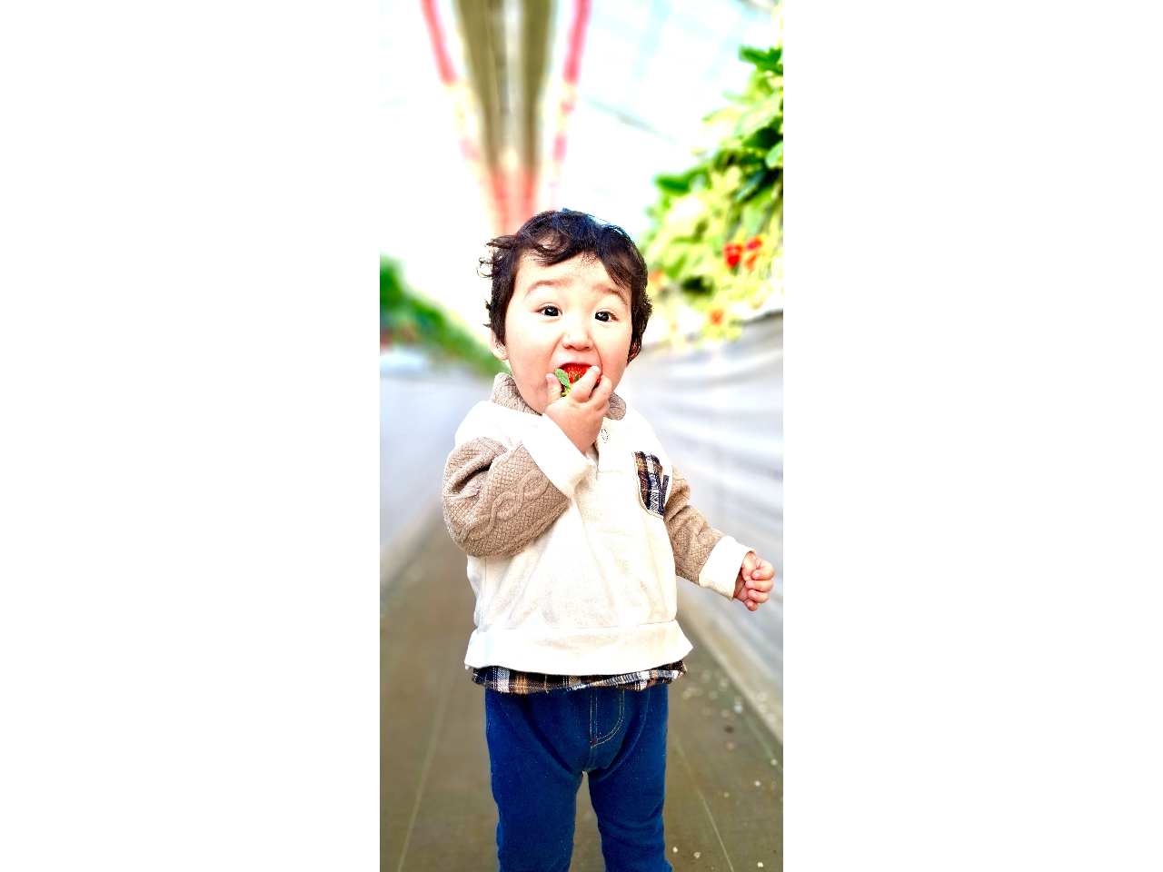 【じゃらん限定!都心から近い船橋で貸切り完熟いちご狩り!】ファミリーやカップル、...