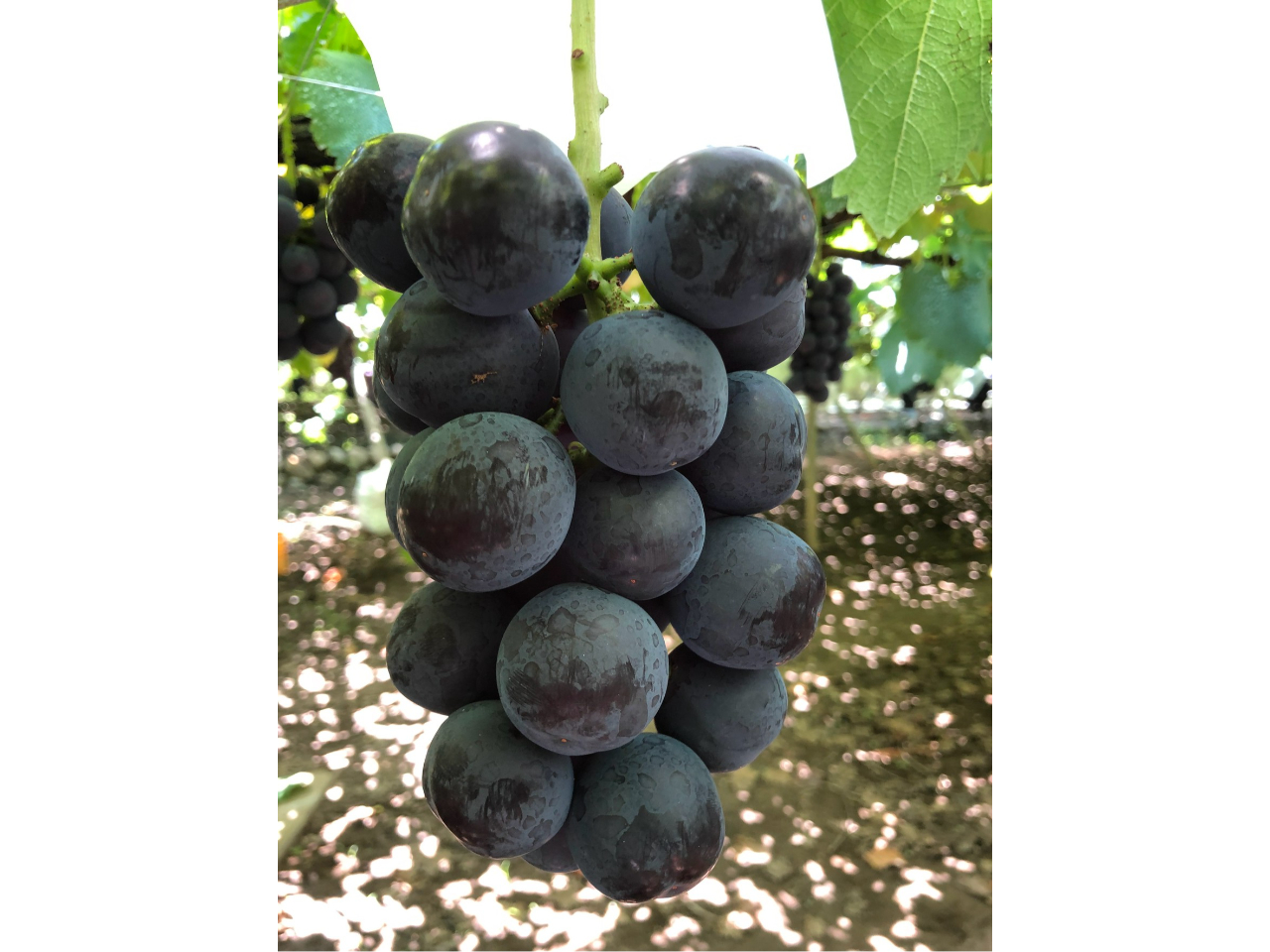 R̐Vi킻̖ubLOv@͔|_ƂȂA󏭂ł