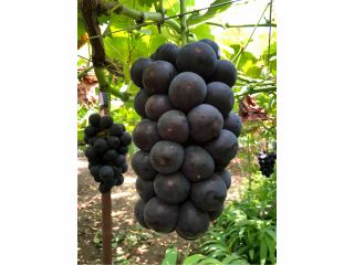 ぱっつぱつに張った巨峰です