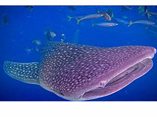 シュノーケリングでも大迫力!!水面までジンベイザメが餌に釣られて水面まで寄ってきます!
