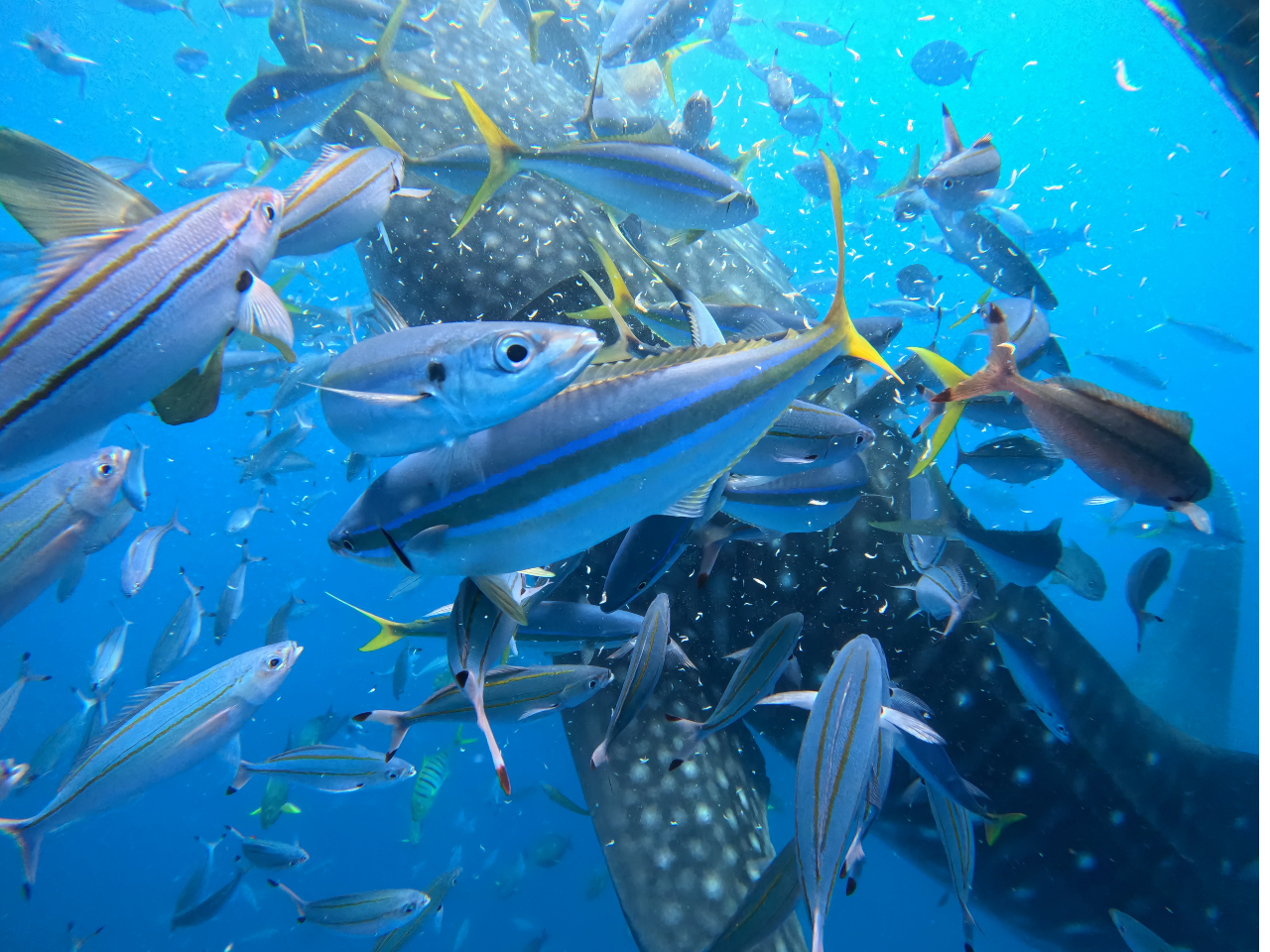 �W���x�C�U���ƈꏏ�ɃJ���t���ȔM�ы����ꏏ�Ɋӏ܂ł��܂��I�I