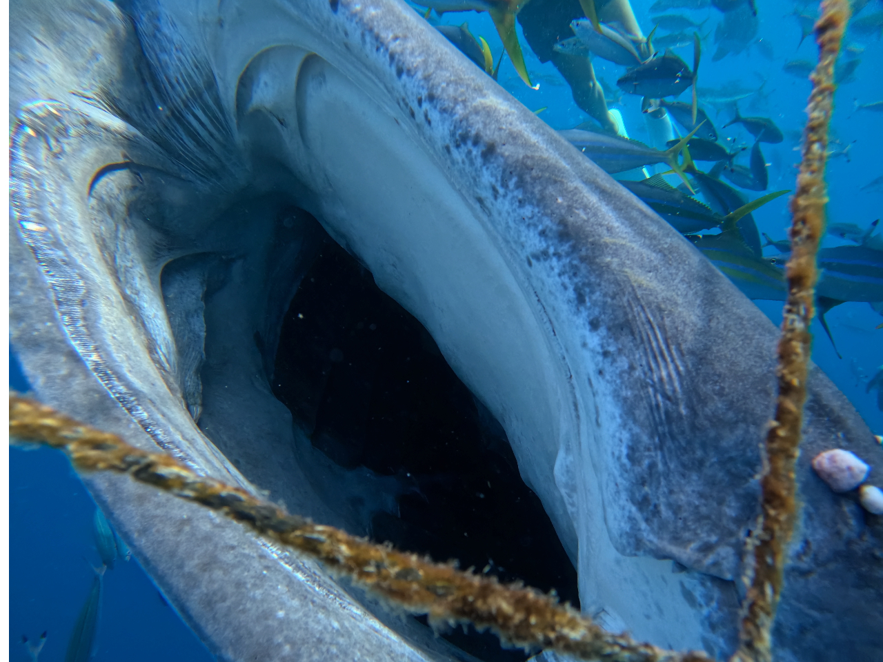 �W���x�C�U���̌��̒��܂Ŋی����̑勻���I�I�ԈႢ�Ȃ��I