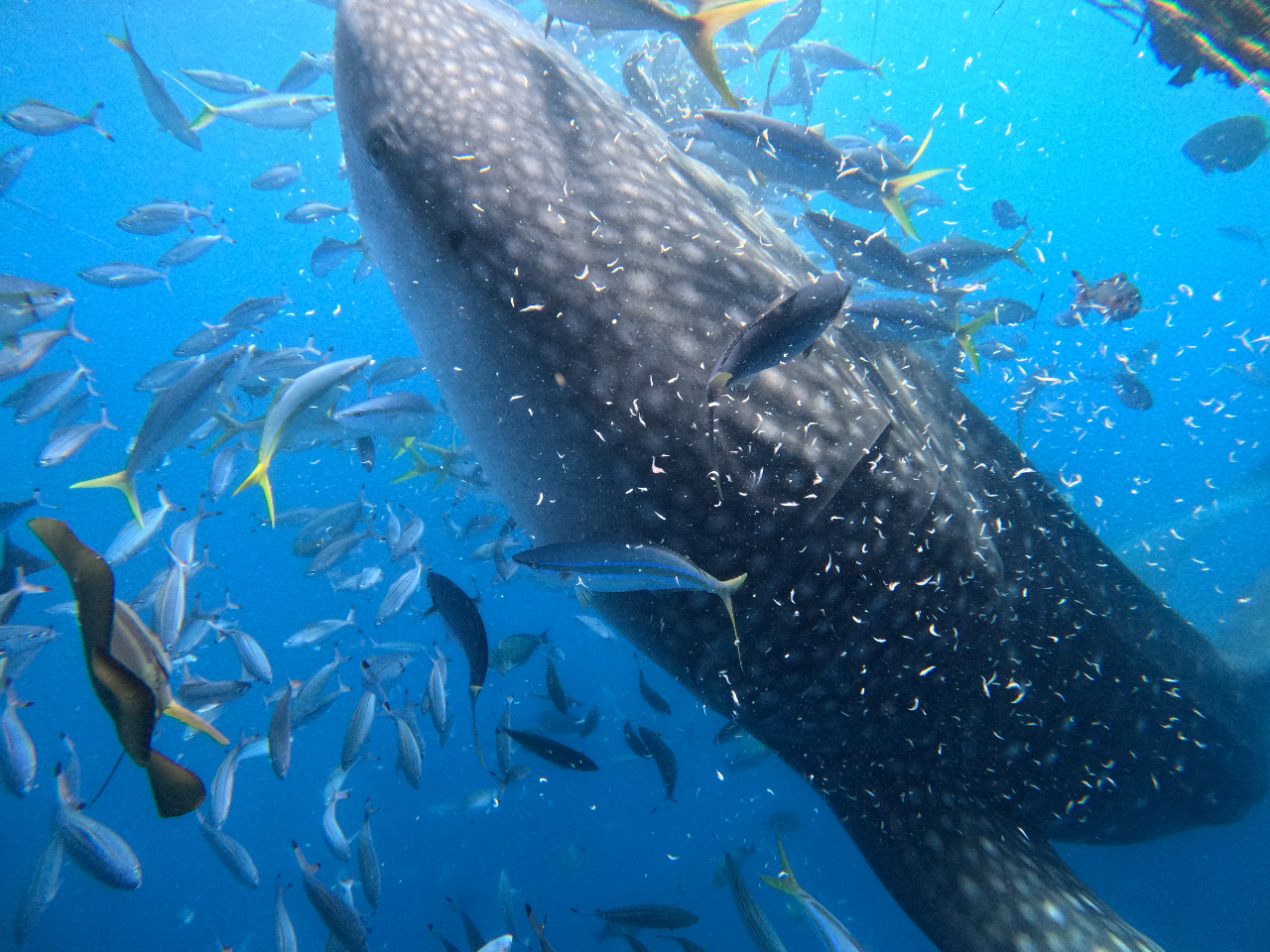 �X�^�b�t�̂܂��a�^�C�������ǂ���̈�B�W���x�C�U����������Ȃ�����̃g���s�J���ȋ����Q���Ȃ��ďW�܂��Ă�����i�͂ƂĂ����ǂ���ł��I�I