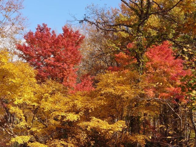 紅葉シーズンは少し混み合います。お早めのご予約がお勧めです。